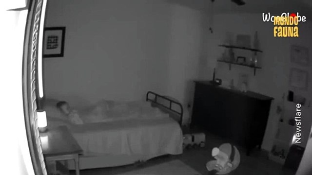 La mejor 'niñera': un perrito cuida a unos niños en las noches y se asegura que estén sanos y salvos