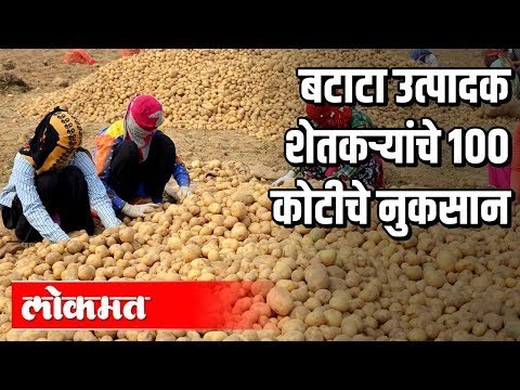 बटाटा उत्पादक शेतकऱ्यांचे 100 कोटीचे नुकसान | Lockdowm Effect | India News