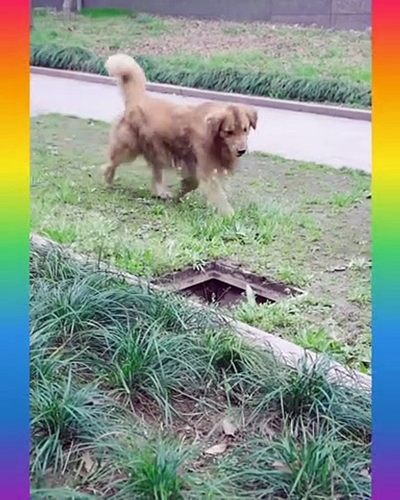 Smart Dog Video 2021 __21__ - short ( 1350 X 1080 )