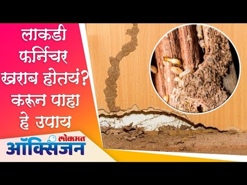 How To Get Rid Of Termite | Termite Treatment | Home Remedy | वाळवीपासून सुटका मिळवण्यासाठी उपाय