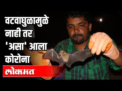 कोरोना विमानातून आला, वटवाघुळामुळे नाही | Coronavirus Spreads from Bats to Humans? Pune News