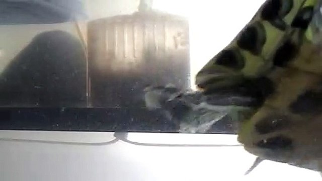 【Lamu chan】3519【ラムちゃん】