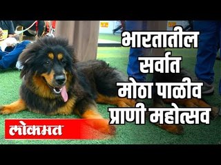 Pet Festival २०२० - भारतातील सर्वात मोठ्या पाळीव प्राणी महोत्सवाबद्दल ऐकलंय का? | Pet Show | Mumbai