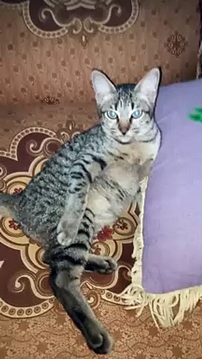 Kucing