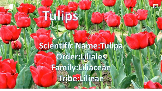 Amazing Tulips | Beautiful Tulip Plants