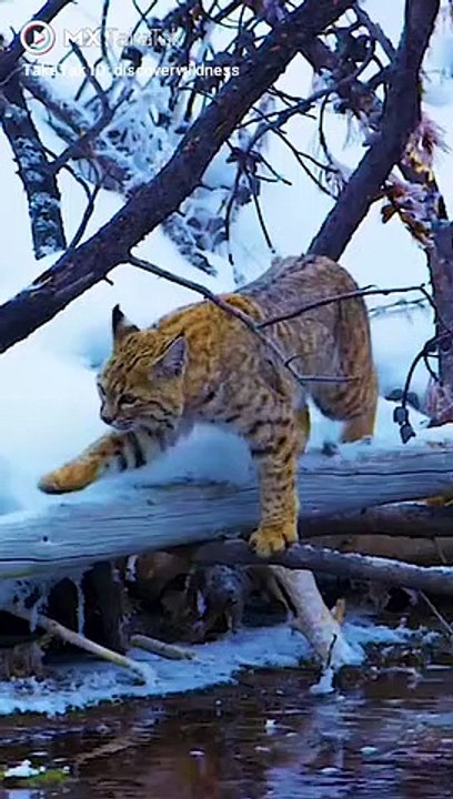 Tiger trying to attack fish funny video