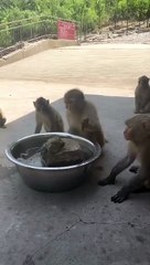 Monkey playing with frog