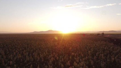 KAHRAMANMARAŞ - Çiftçilerin kuşlara karşı traktörleriyle "akdarı" nöbeti