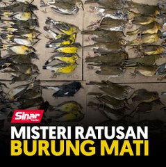 Misteri ratusan burung mati