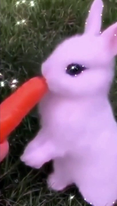 cute rabbits are eating carrot