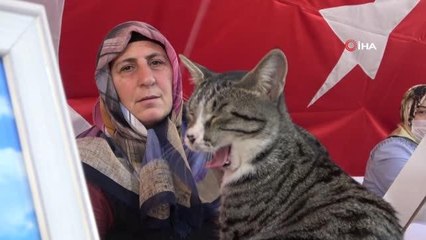Çadırın müdavimi kedi evlat nöbette aileleri yalnız bırakmıyor