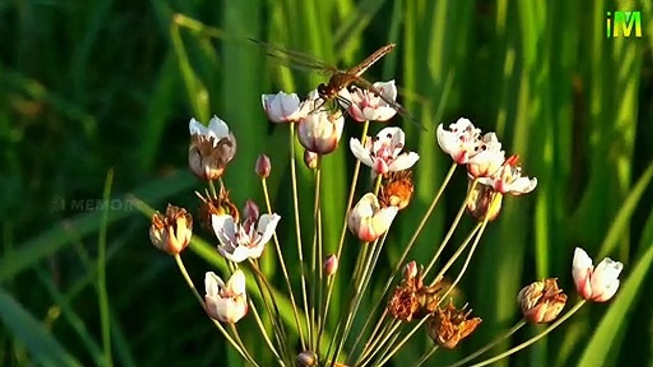 Dragonfly l Know More Dragonfly I Best Dragon Fly in World I I Memory