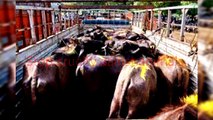 ഗോ വധം ശെരിയോ ? കോടതി വിധി - Cow Slaughter court order