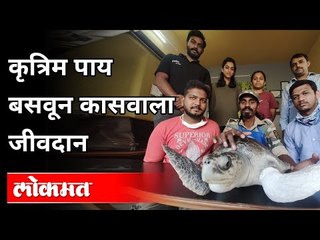 कृत्रिम पाय बसवून कासवाला जीवदान | Survival of the Tortoise with Artificial Legs | Santosh Walvekar