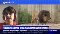 Au zoo de Washington, aux États-Unis, des animaux ont été contaminés par le Covid-19