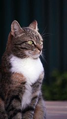 Cute cat Feeling sleepy