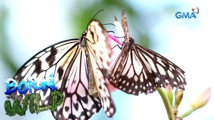 Born to be Wild: The beauty of metamorphosis