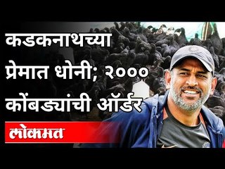 कडकनाथ'च्या प्रेमात धोनी, 2000 कोंबड्याची ऑर्डर | MS Dhoni and kadaknath Chicken | India News
