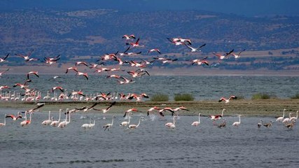 FLAMİNGOLAR, SUYU AZALAN BURDUR GÖLÜ'NDE
