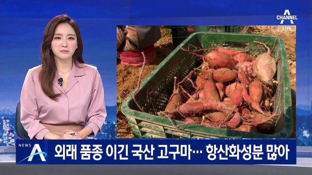 외래 품종 밀어낸 국산 고구마…맛도 좋고 영양 만점