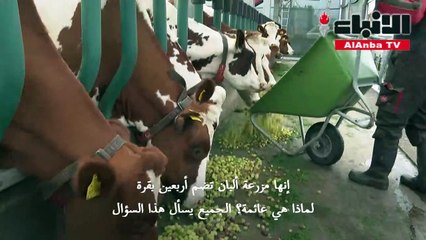 مزرعة أبقار عائمة فوق الماء في روتردام بغية حماية المناخ