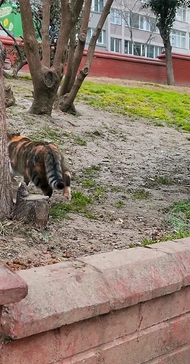 Cat walking outside from home