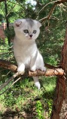 Kitten on a Tree Branch