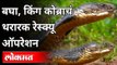 तब्बल 8 फूट लांबीचा किंग कोब्रा | King Cobra Rescued In Karnataka's Shivmogga | India News