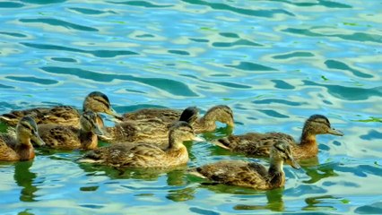 Relaxing & Healing Meditation Music 🎶