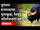 पुण्यात रानगव्याचा धुमाकूळ | रेस्क्यू ऑपरेशनला सुरुवात | Raangava | Pune News