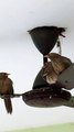 Jungle babbler bird sitting on ceiling fan