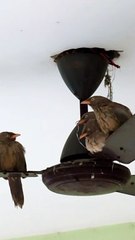 Jungle babbler bird sitting on ceiling fan