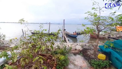 Bắt loài cá xuất khẩu sang Châu Âu trên sông mekong ở Việt Nam | There are many fish species exported to Europe in the wild in Vietnam