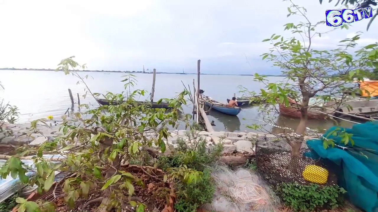 Bắt loài cá xuất khẩu sang Châu Âu trên sông mekong ở Việt Nam | There are many fish species exported to Europe in the wild in Vietnam