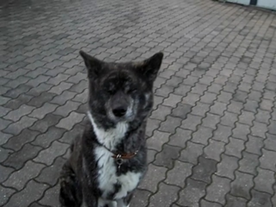 kuma joue a la balle