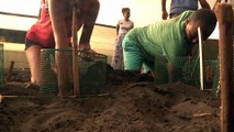 Salvar as tartarugas de Cabo Verde