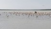 Pulicat Lake|2021|Birds views | Saltwater Lake|Flamingo Birds|Sriharikota| ISRO |PSLV|GSLV|