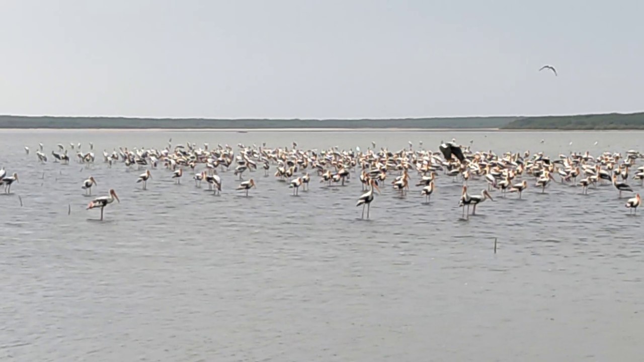 Pulicat Lake|2021|Birds views | Saltwater Lake|...
