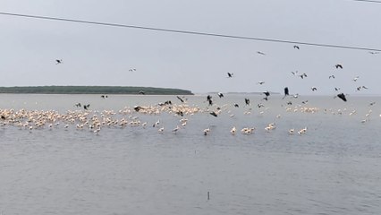 Birds flying at Pulicat Lake|2021|Birds views