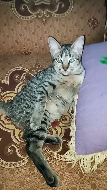 Kucing