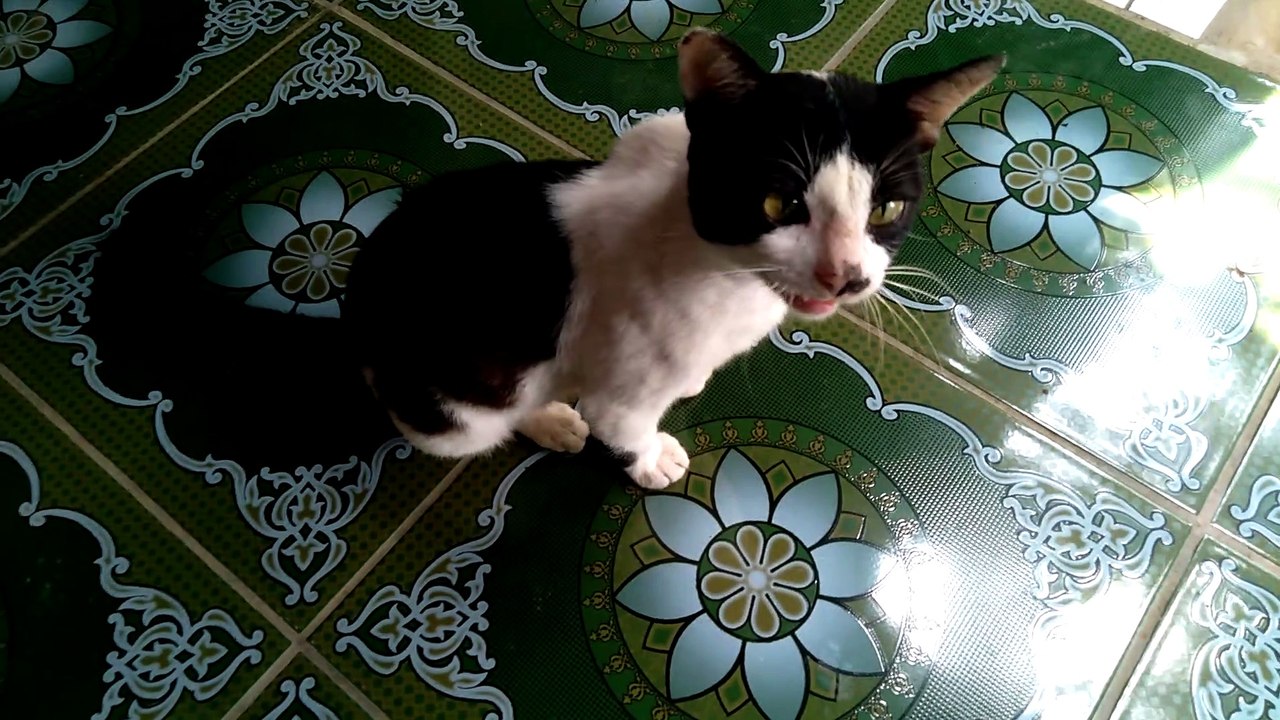 Kucing