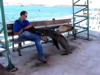 Download Video: Un lion de mer vient squatter un banc à coté d'un touriste