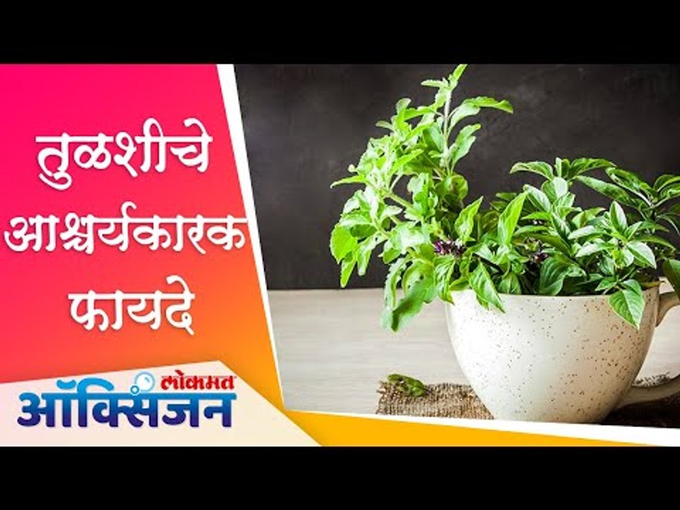 Tulsi leaves Benefits | Health benefits of basil Leaves | तुळशीचे आश्चर्यकारक फायदे। Home Remedies