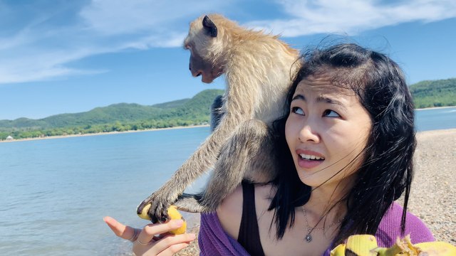 Swimming Macaques ~Monkey Island (Koh Ling) Pattaya & Bang Saray, Thailand