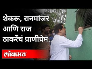 शेकरू, रानमांजर आणि राज ठाकरेंचं प्राणीप्रेम | Raj Thackeray | Rajiv Gandhi Zoological Park | Pune