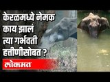 Kerala Elephant Case: केरळमध्ये नेमक काय झालं त्या गर्भवती हत्तीणीसोबत ? India News