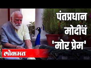 पंतप्रधान मोदींचं ' मोर प्रेम ' | PM Modi Shares Video Of His Moments With Peacocks | India News