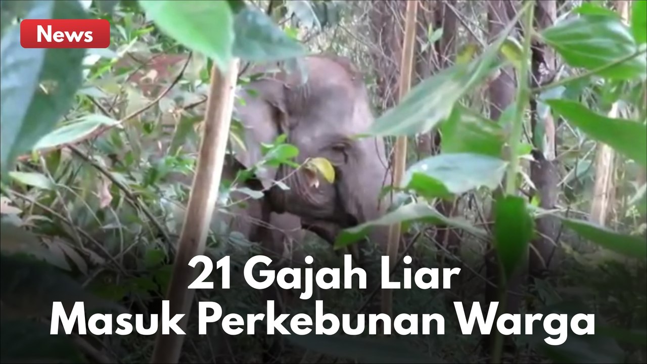 MENEGANGKAN !! TIM BBKSDA HALAU 21 EKOR GAJAH LIAR YANG MASUK KEBUN WARGA DI KAMPAR !!