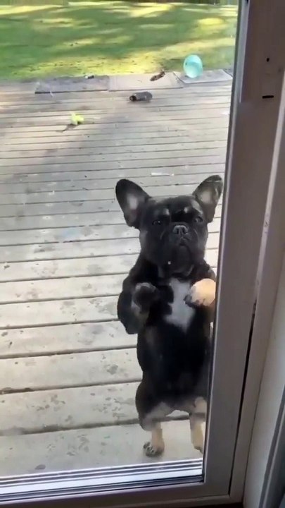 My black puppy is dancing well
