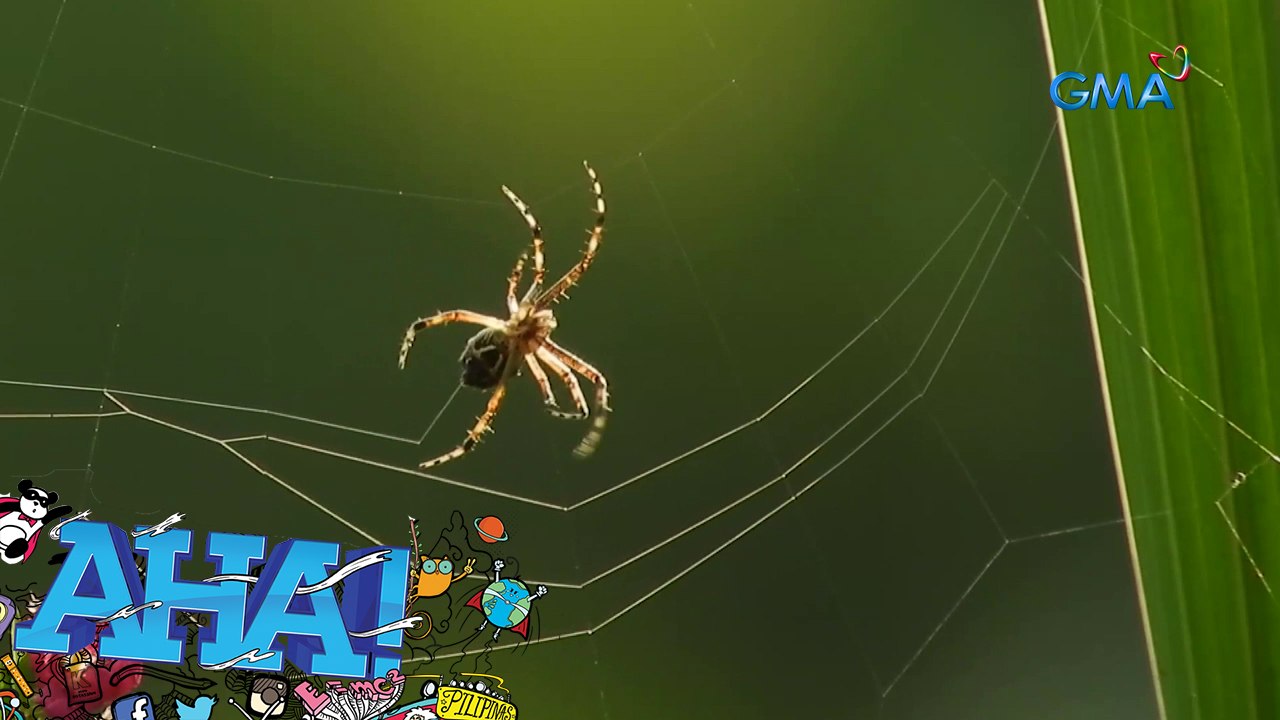 AHA!: The AHA-mazing world of spiders!